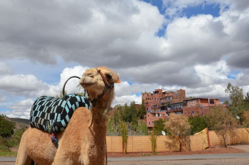 From Marrakech: Ourika Valley Day Trip with Lunch - FAQ