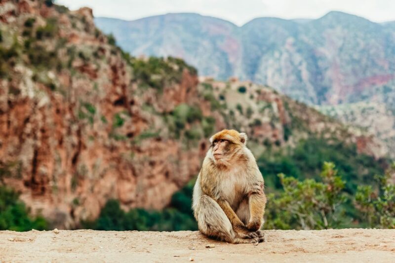 From Marrakech: Ouzoud Waterfalls Guided Hike and Boat Trip - The Trail and Viewpoints: More Than Just a Walk
