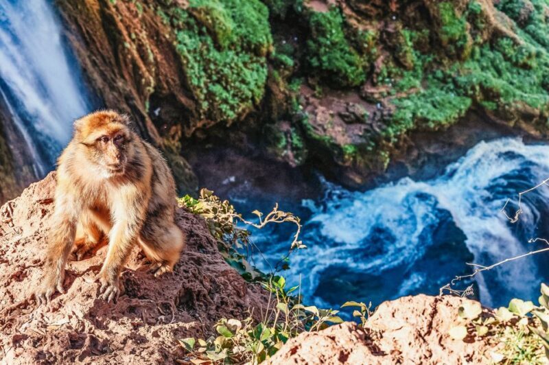 From Marrakech: Ouzoud Waterfalls Guided Hike and Boat Trip - The Boat Ride: An Up-Close Perspective