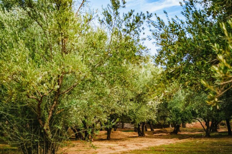 From Marrakech: Ouzoud Waterfalls Guided Hike and Boat Trip - Lunch and Free Time