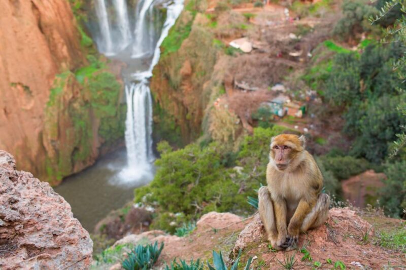 From Marrakech: Ouzoud Waterfalls Guided Tour and Boat Ride - The Optional Boat Ride