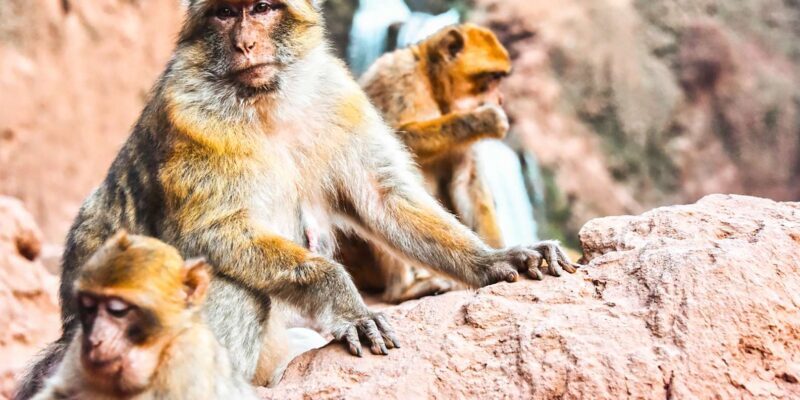 From Marrakech: Ouzoud Waterfalls Guided Tour & Boat Ride - Key Points