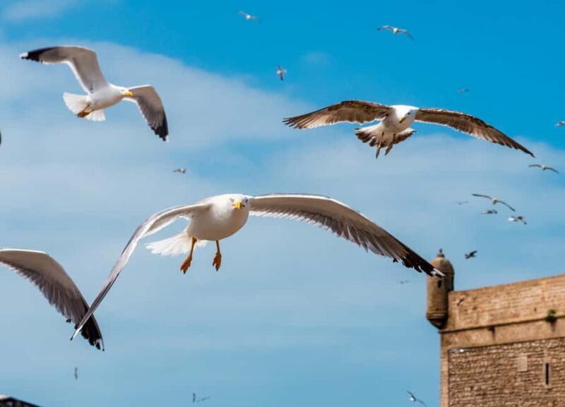 From Marrakech: Private 1-Day Trip to Essaouira Coastal City - Who Would Love This Tour?