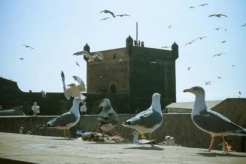 From Marrakech: Private 1-Day Trip to Essaouira Coastal City - Final Thoughts