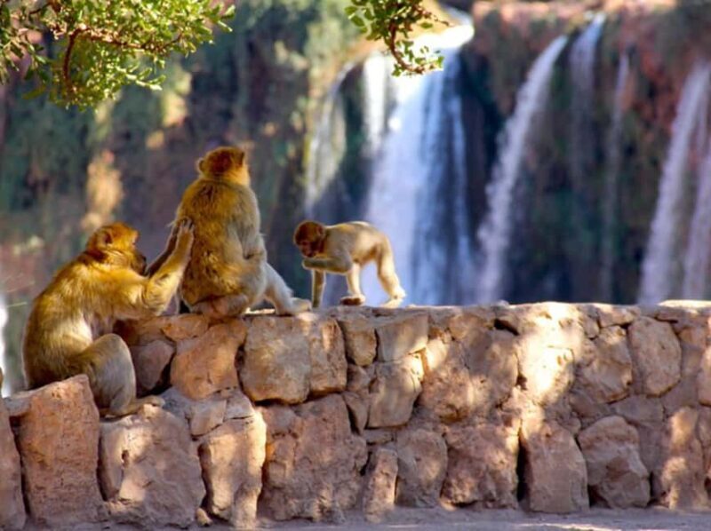 From Marrakech: Private Ouzoud Falls & Boat Ride Day Trip - Lunch with a View: Tasting Moroccan Cuisine