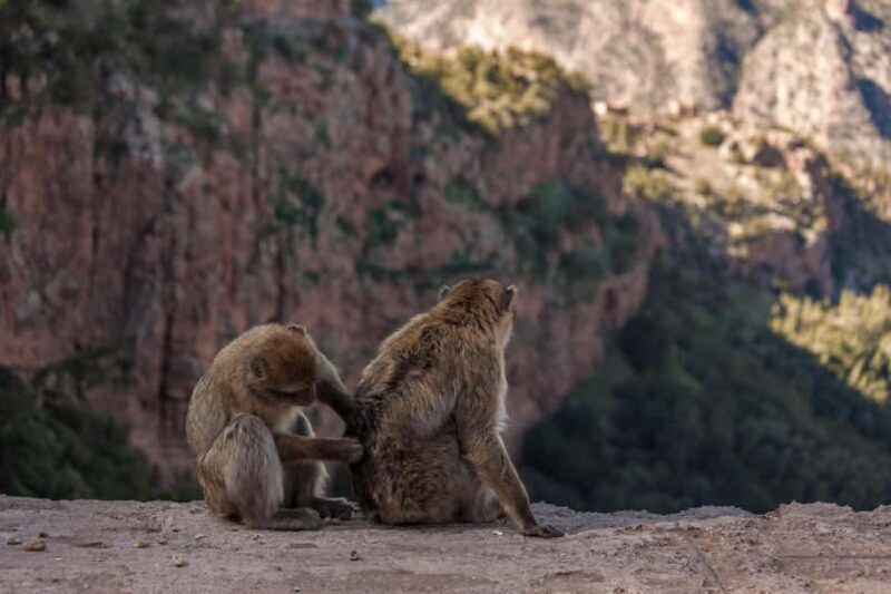 From Marrakech: Private Ouzoud Falls & Boat Ride Day Trip - Who Should Consider This Tour?