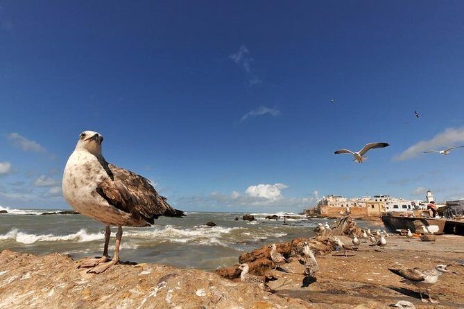 From Marrakech : Shared Tour to Essaouira - Key Points