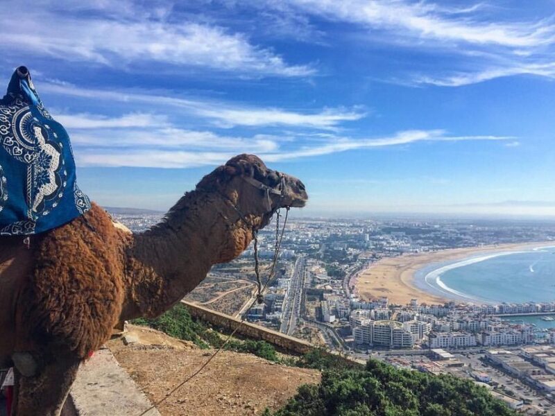 From Marrakech to Agadir Private Day Trip with Lunch - Authentic Experiences and Traveler Feedback