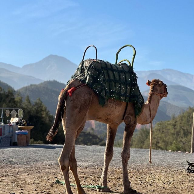 From Marrakech : Valley Ourika Day Trip and Atlas Mountains - Transport and Logistics: What You Need to Know