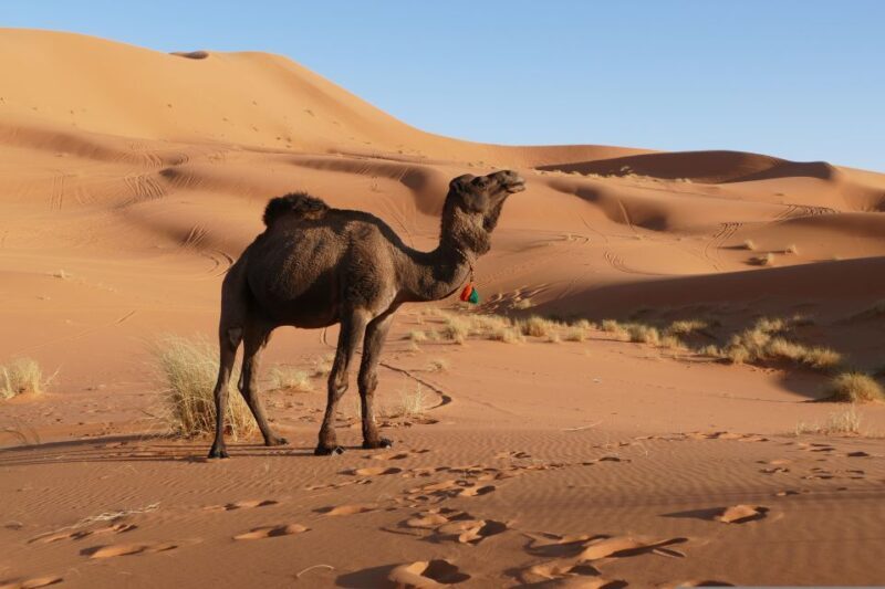 From Marrakesh: 3-Days Erg Chegaga Désert Tours - Who Will Love This Tour?
