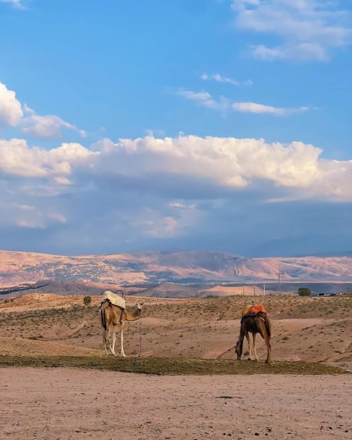 From Marrakesh: Agafay Desert Sunset, Camel Ride, and Dinne - An Introduction to the Experience