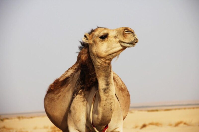 From Marrakesh: Atlas Mountains in Imlil Day Trip with Lunch - Discovering the Atlas: What to Expect on Your Day Trip
