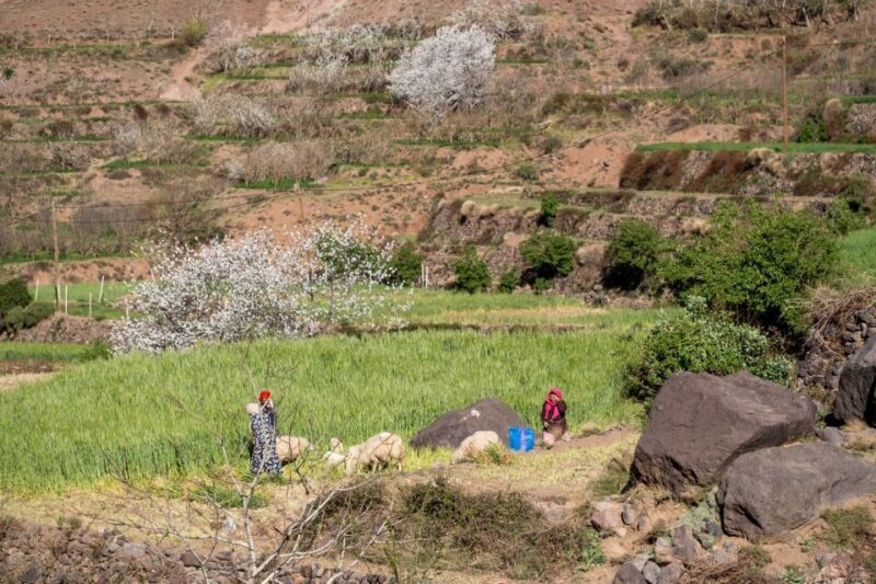 From Marrakesh: Atlas Mountains Talamrout Summit Day Hike - FAQ