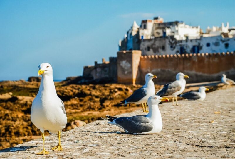 From Marrakesh: Essaouira Full-Day Trip - Free Time for Relaxation and Discovery