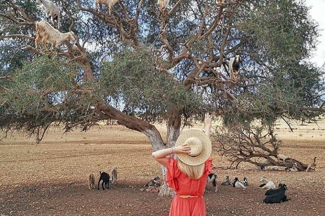 From Marrakesh: Full Private Day Tour To Essaouira Mogador - The Sum Up