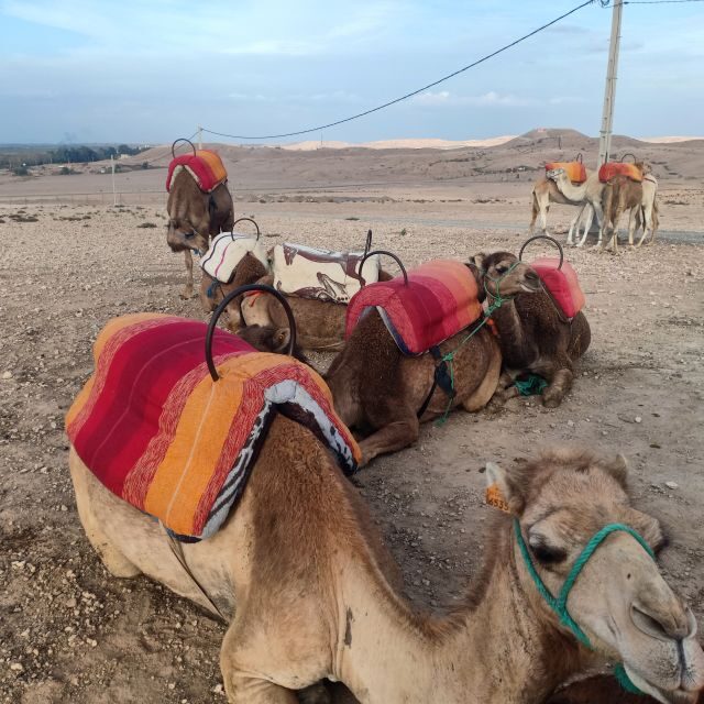 From Marrakesh: Sunset Camel Ride in the Agafay Desert - Key Points