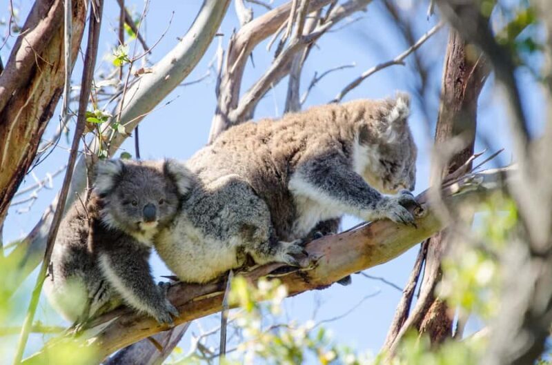From Melbourne: 2-Day Great Ocean Road & Grampians Escape - Practicalities and What to Expect