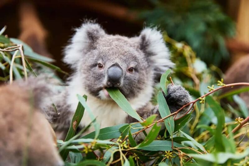 From Melbourne: Ballarat Wildlife Park & Sovereign Hill Tour - Key Points