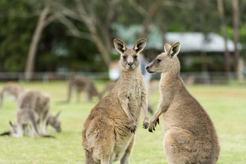 From Melbourne Grampians National Park Kangaroos Guided Tour - Value and Practicalities