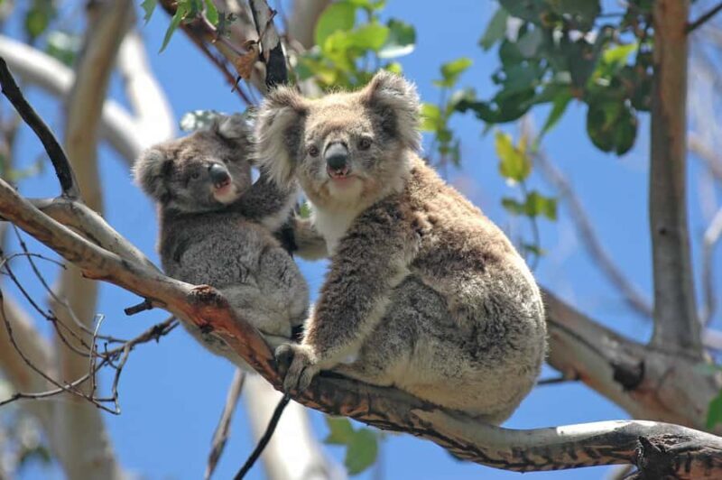 From Melbourne: Great Ocean Road, 12 Apostles, Wildlife Tour - Overview and Practicalities