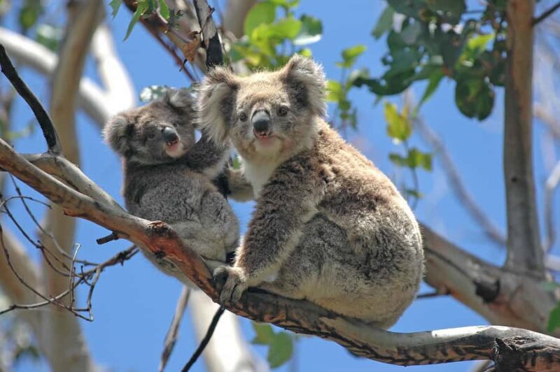 From Melbourne: Great Ocean Road and Twelve Apostles Tour - A Closer Look at the Itinerary and Highlights