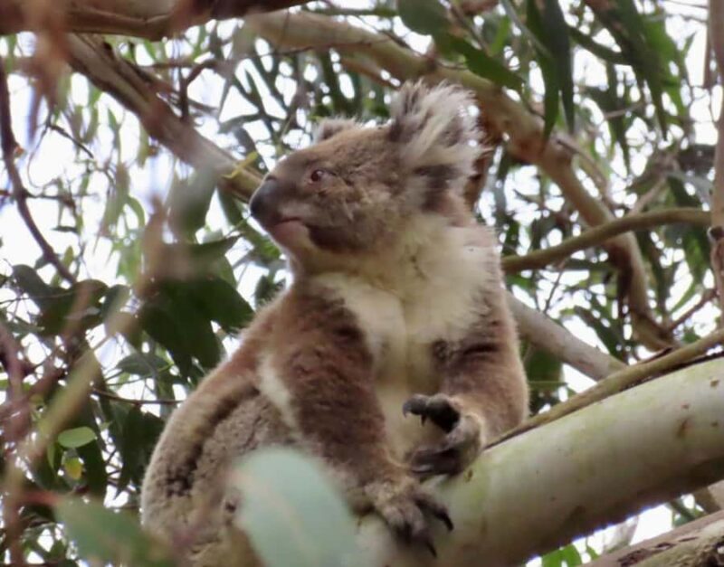 From Melbourne: Great Ocean Road Premium Tour in Reverse - FAQs