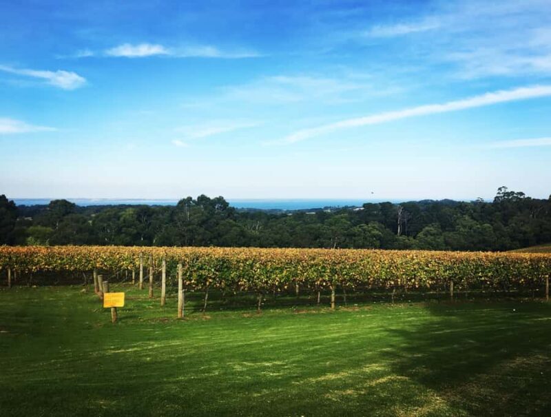 From Melbourne: Mornington Peninsula Private Winery Tour - The Lunch: A Highlight