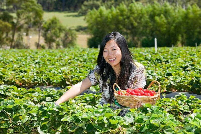 From Melbourne: Mornington Peninsula: Sightseeing Tour - Frequently Asked Questions