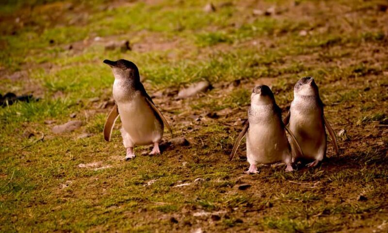From Melbourne: Penguin Parade Afternoon Tour - The Tour Overview — A Compact Journey into Nature