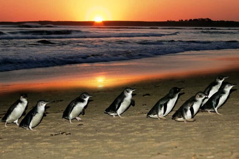 From Melbourne: Penguin Parade, Koalas & Kangaroos - Key Points