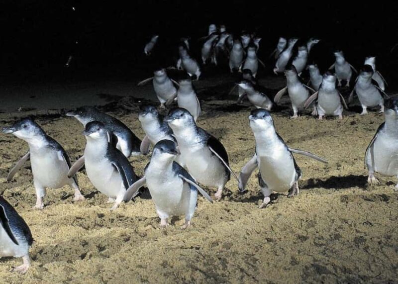From Melbourne: Penguin Parade, Koalas & Kangaroos - Who Should Consider This Tour?