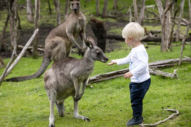 From Melbourne: Penguin Parade, Koalas & Kangaroos - Final Thoughts