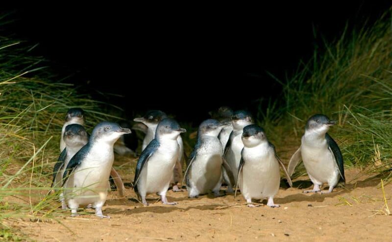 From Melbourne: Penguins and Wildlife Nature Day Tour - What You Can Expect on the Tour