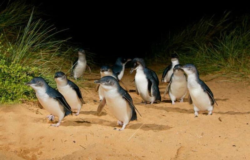 From Melbourne: Penguins and Wildlife Nature Day Tour - Who Will Love This Tour?