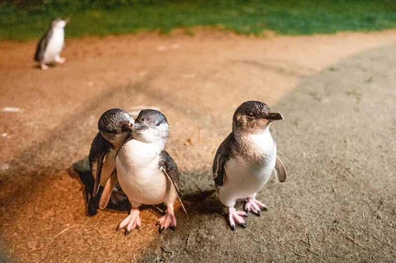 From Melbourne: Phillip Is Penguin Parade & Koala Reserve - Key Points