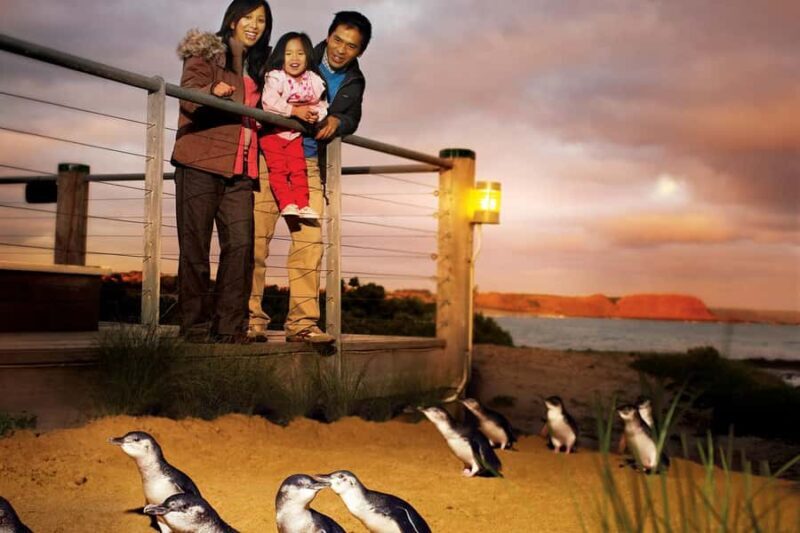 From Melbourne: Phillip Is Penguin Parade & Koala Reserve - An In-Depth Look at the Tour Experience