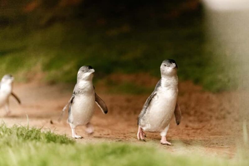 From Melbourne: Phillip Is Penguin Parade & Koala Reserve - Practical Tips for Travelers