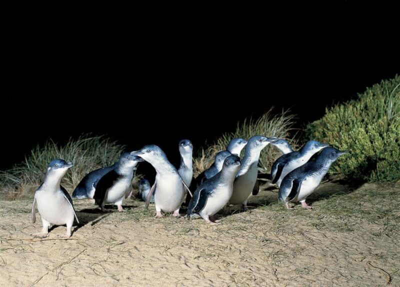From Melbourne: Phillip Island and Penguin Parade Day Tour - Key Points