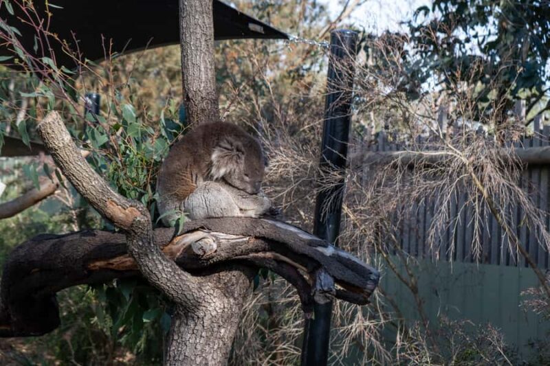 From Melbourne: Phillip Island and Penguin Parade Day Tour - A Deep Dive into the Tour Experience