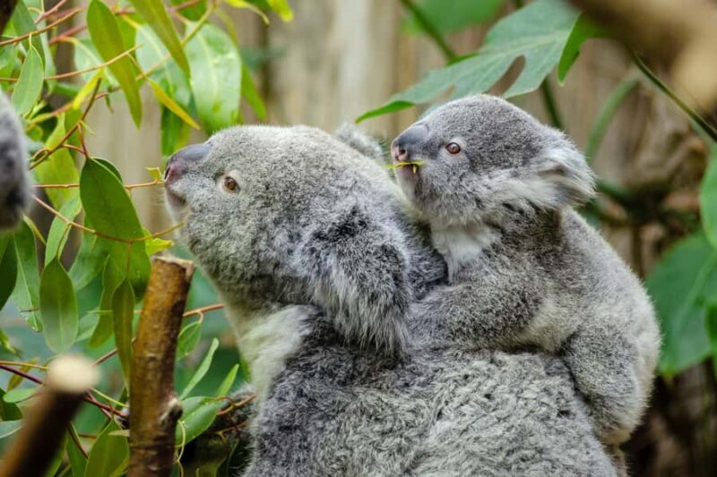From Melbourne: Phillip Island and Penguin Parade Day Tour - Who Will Love This Tour?