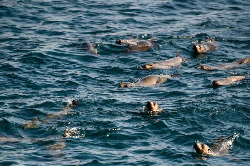 From Melbourne: Phillip Island Penguin Parade Express Tour - A Well-Organized Day from Melbourne to Phillip Island
