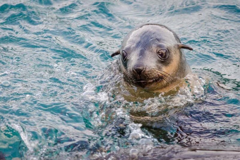 From Melbourne: Phillip Island Penguin Parade Express Tour - The Experience and What It Means for Travelers