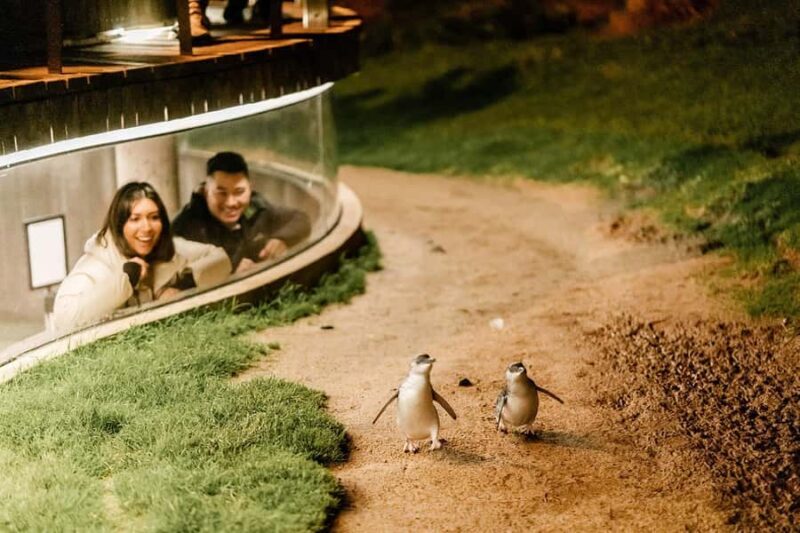 From Melbourne: Phillip Island Penguin Parade Express Tour - Practical Tips for Travelers
