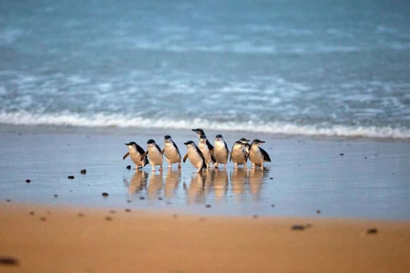 From Melbourne: Phillip Island Penguin Parade & Koalas Tour - Cowes: A Charming Coastal Town