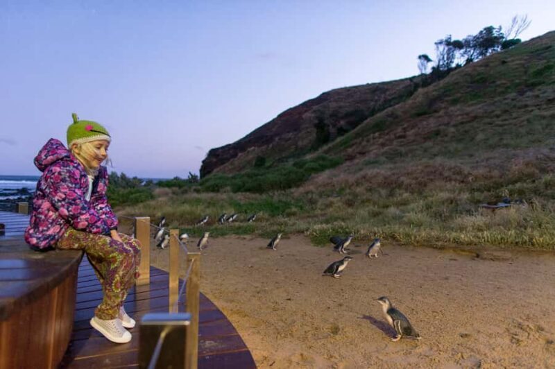 From Melbourne: Phillip Island Penguin Parade & Koalas Tour - The Experience of the Guides and Overall Organization