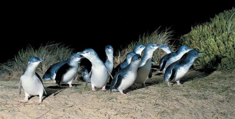 From Melbourne: Phillip Island Penguin Parade Private Tour - Key Points