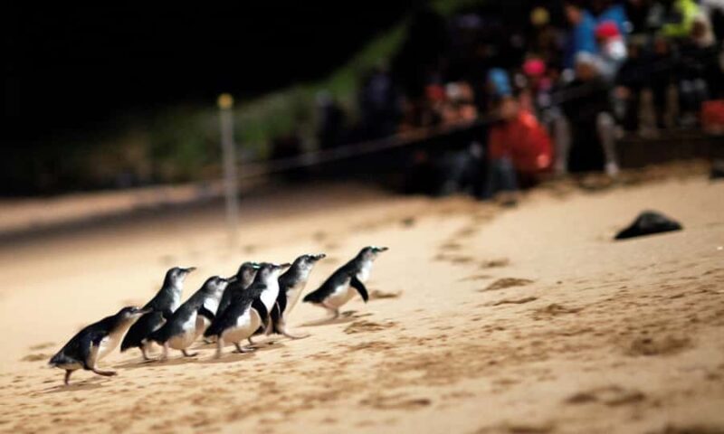 From Melbourne: Puffing Billy & Penguins Combo Tour Package - Introduction: An Excursion to Remember