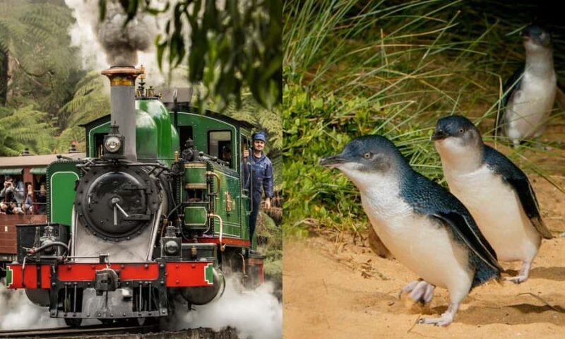 From Melbourne: Puffing Billy & Penguins Combo Tour Package - The Experience: What Truly Stands Out