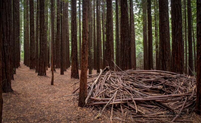 From Melbourne: Redwoods Forest & Yarra Valley Wine Tour - Final Thoughts: An Authentic, Luxurious Day Out