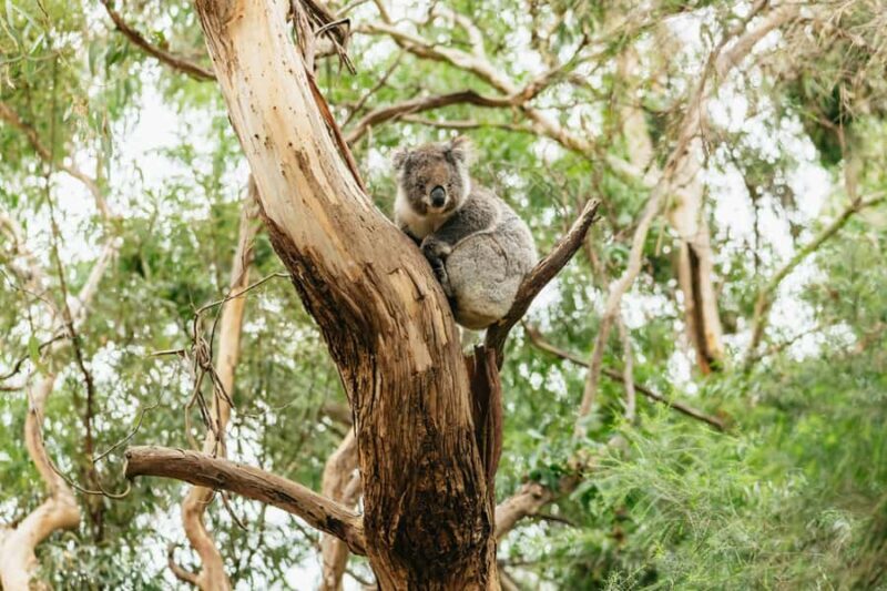 From Melbourne: Small-Group Great Ocean Road Day Trip - A Deep Dive into the Itinerary